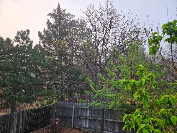 2026 drought causes tree doubt