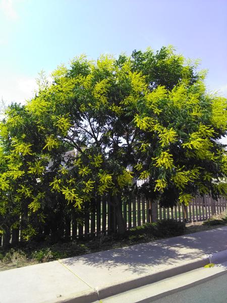 Summer deals flowering trees