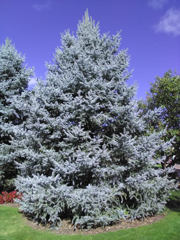 blue spruce trees